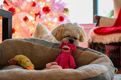 dog taking toy off bed