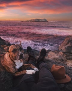 Dog with owner on the beach