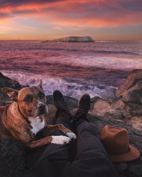 Dog with owner on the beach