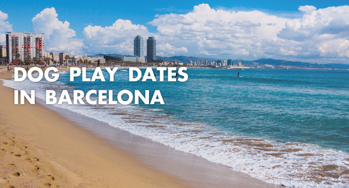 Beach in barcelona where you can have dog play dates