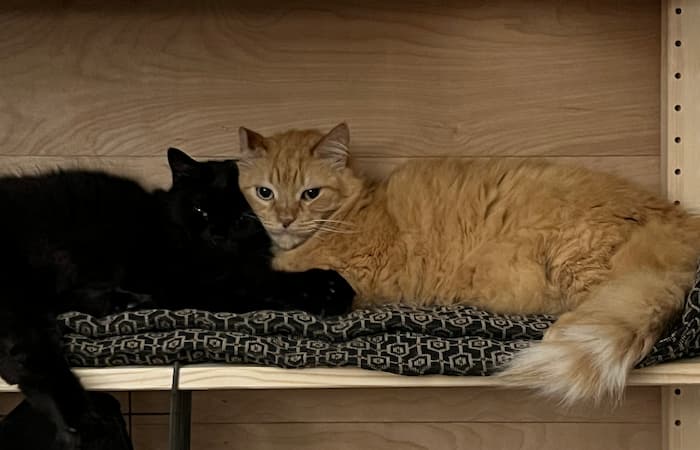 Alex and Company's pet