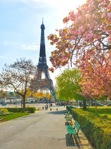 Eiffel Tower with pink flowers on a tree