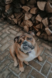 English bulldog sitting next to a wood pile