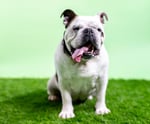 English Bulldog on grass with green background