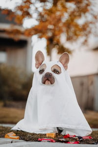 French bulldog in a ghost costume