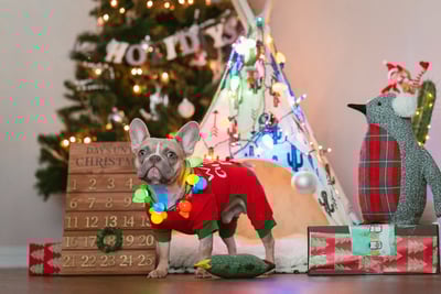 French bulldog in front of Christmas decorations