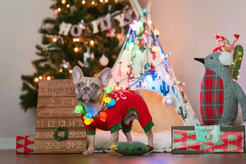 French bulldog with Christmas decorations