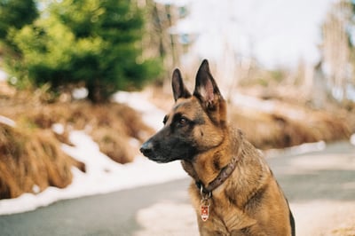 German Shepherd dog sitting outside