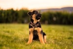 German Shepherd puppy sitting outside