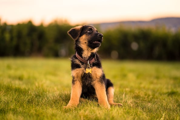 German shepherd pupppy