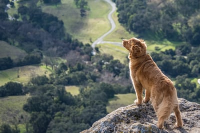 Golden retriever looking at the landscape on a rock