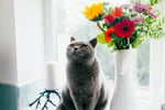 Grey cat sitting in a window next to a vase of flowers