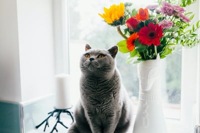 Grey cat sitting in a window next to a vase of flowers