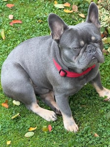 grey french bulldog sitting outside on the grass