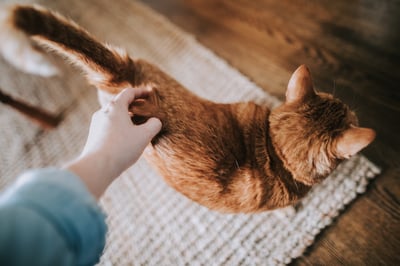 Hand petting orange cat