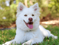 Happy dog ready to move