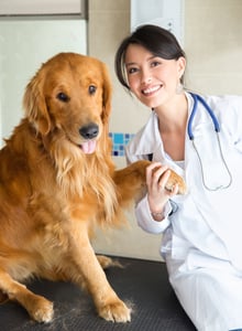 Veterinarian holding a golden retriever's paw