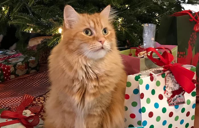 Harry and Ruby's pet