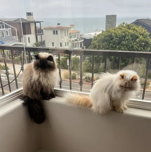 Two Himalayan cats sitting on a porch