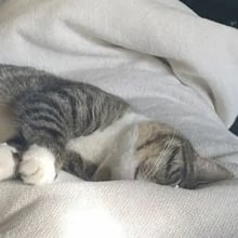 Hotshot's Trip to Amsterdam's pet