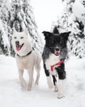 Husky and Collie playing in the snow
