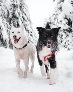 Husky and Collie playing in the snow