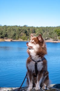 Husky in front of a lake closing their eyes to relax
