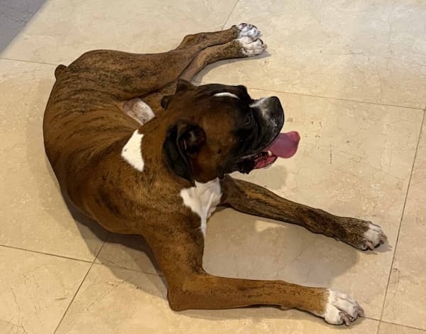 Boxer's pet
