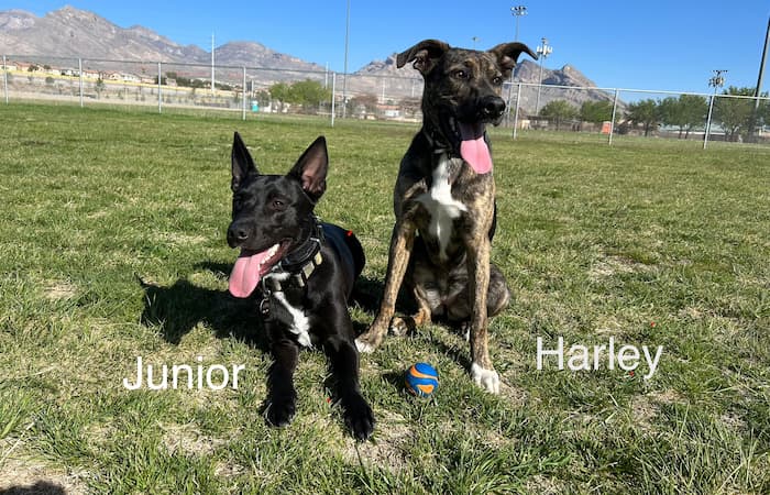 Junior and Harley's pet