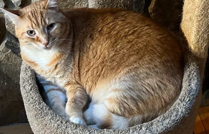 Ziggy, Masha, Phineas, and Lizzie's pet