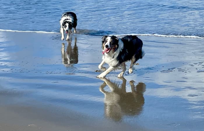 Willow and Talisker's pet