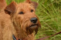 Irish Terrier heading to Ireland