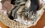 The US to Italy Pet Arrival Guide 2026