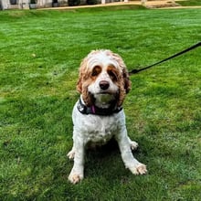 Izzy's Trip to the UK's pet