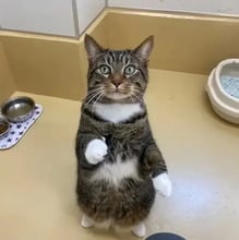 From the U.S. to Japan's pet