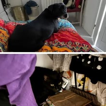 Jazzy & Puddin's Trip to Prague's pet
