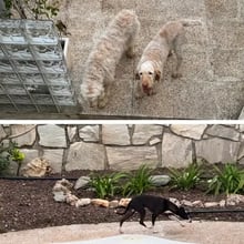 D’amari, Francesca, Timber, & Cinder's pet