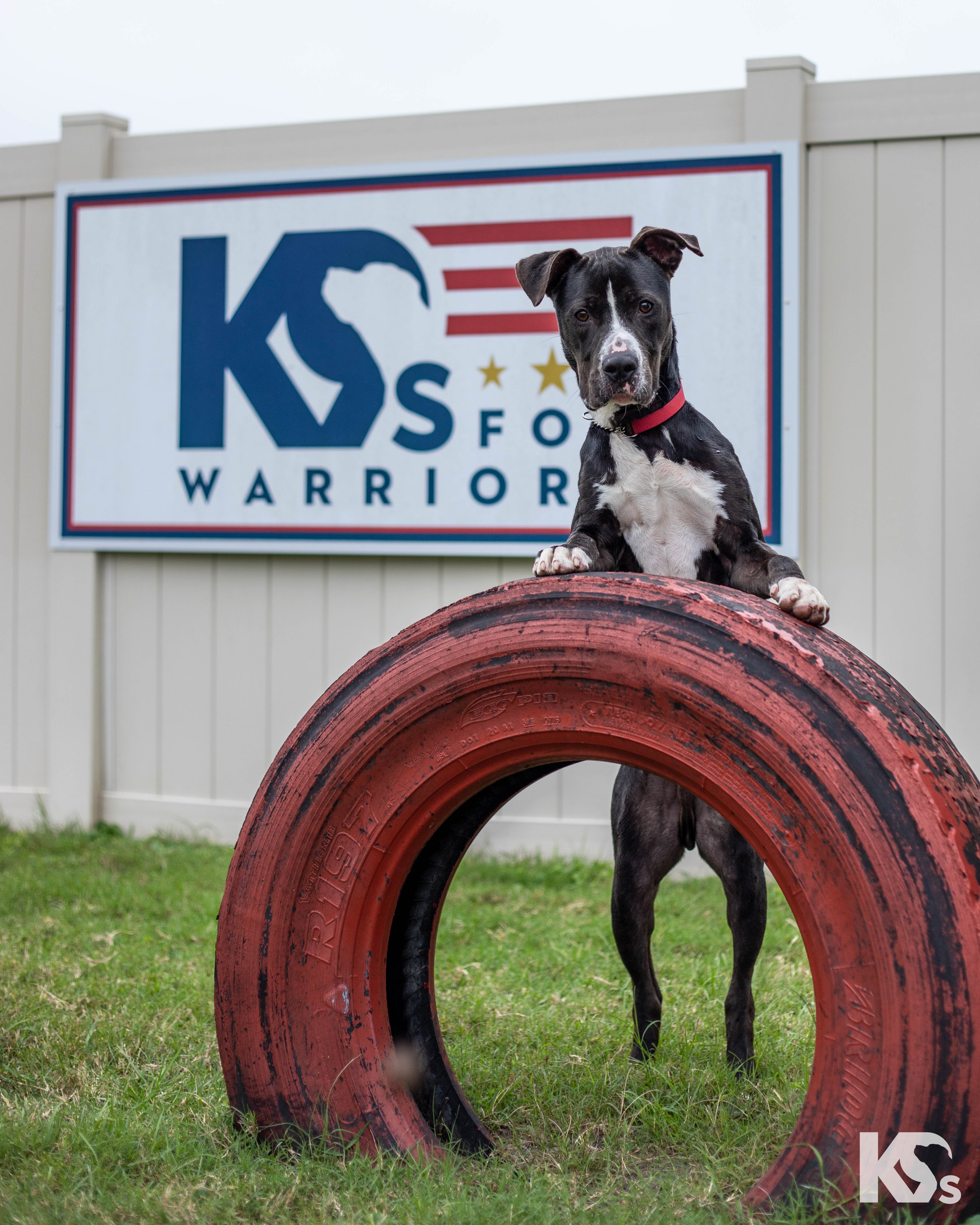 Dog leaning over a red tire with a sign in the background that reads "K9s For Warriors".