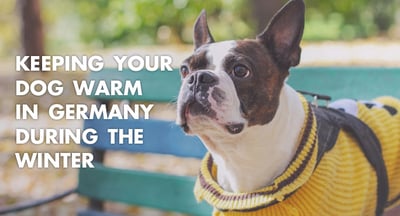 Keeping-Your-Dog-Warm-In-Germany-During-The-Winter