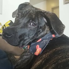 Tabatha from Hawaii to NYC's pet