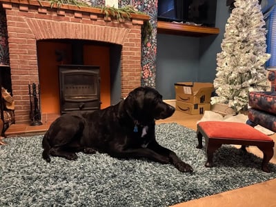 Black labrador in the living room next to fireplace and Christmas tree