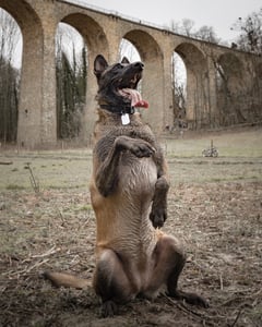 Malinois doing a trick