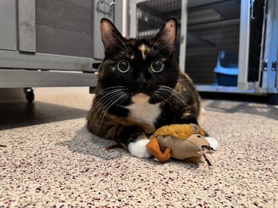Calico cat laying peacefully in her new home in Australia.