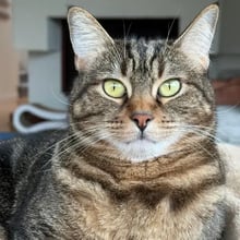 Luna and Maya's Trip to London's pet