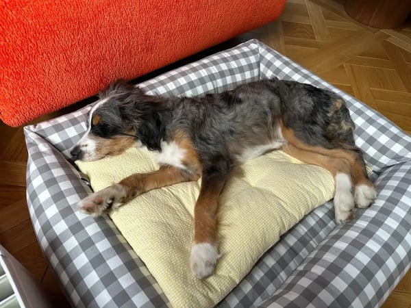 Remy the dog laying in a plaid bed