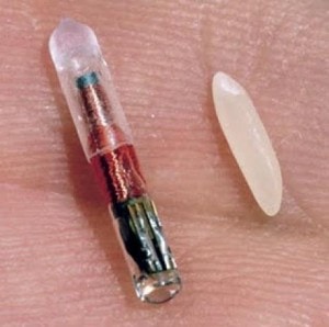 Pet microchip next to a grain of rice