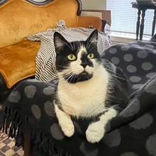 Mimmo to Edinburgh's pet