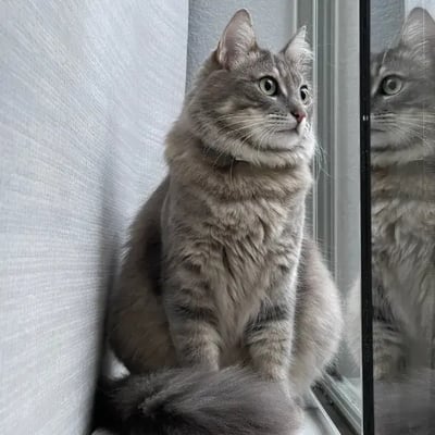 Misty's pet