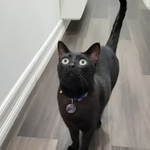 Clifton, Moony, Roger and Timmy's pet