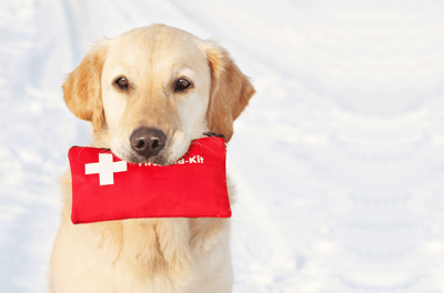 Golden retriever holding first aid kit in mouth
